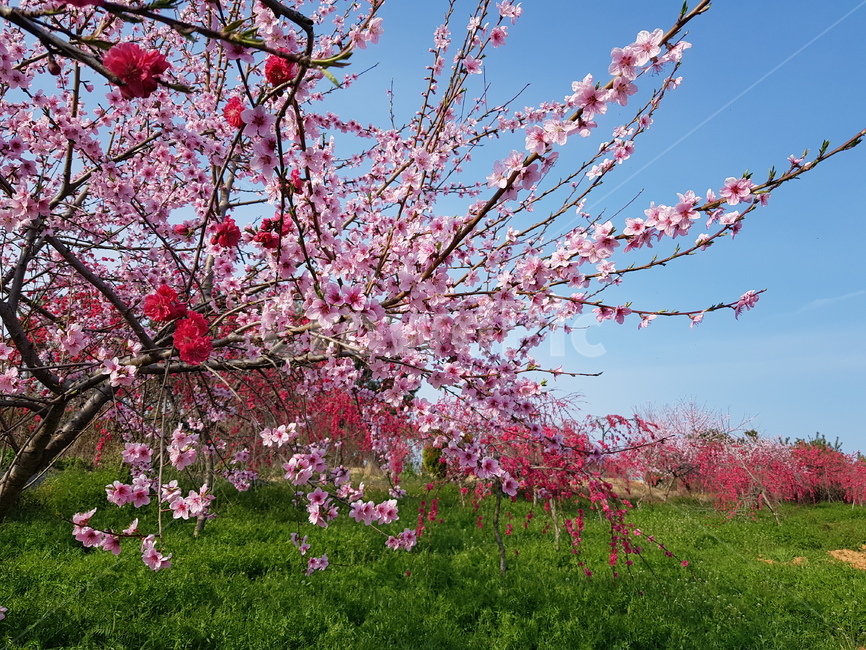 봄꽃,개복숭아꽃,분홍꽃,홍도화,분홍꽃하늘,식물,자연,plants,nature,꽃,flower
