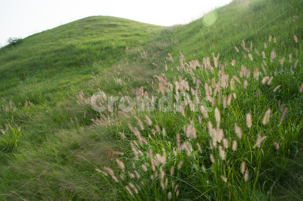 경주,왕릉,무덤,유적,갈대,신라,한국,역사,전통,초록,자연,풍경,nature,landscape,grass,잔디,plant,식물,field,들,grassland,목초지,outdoors,옥외