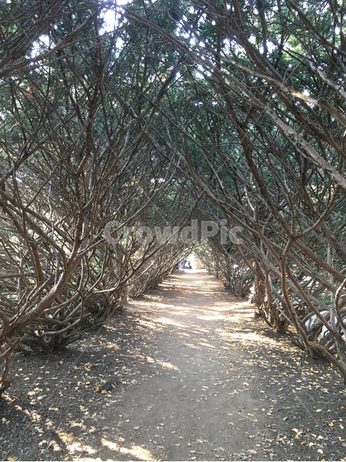 주목,주목터널,수목원,나무,자연풍경,아가씨촬영지,자연,풍경,nature,landscape,path,통로