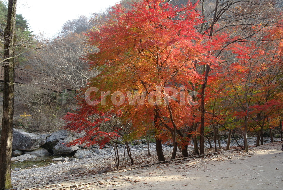 가을,단풍,낙엽,단풍잎,단풍나무,알록달록,계절,가을색,자연,식물