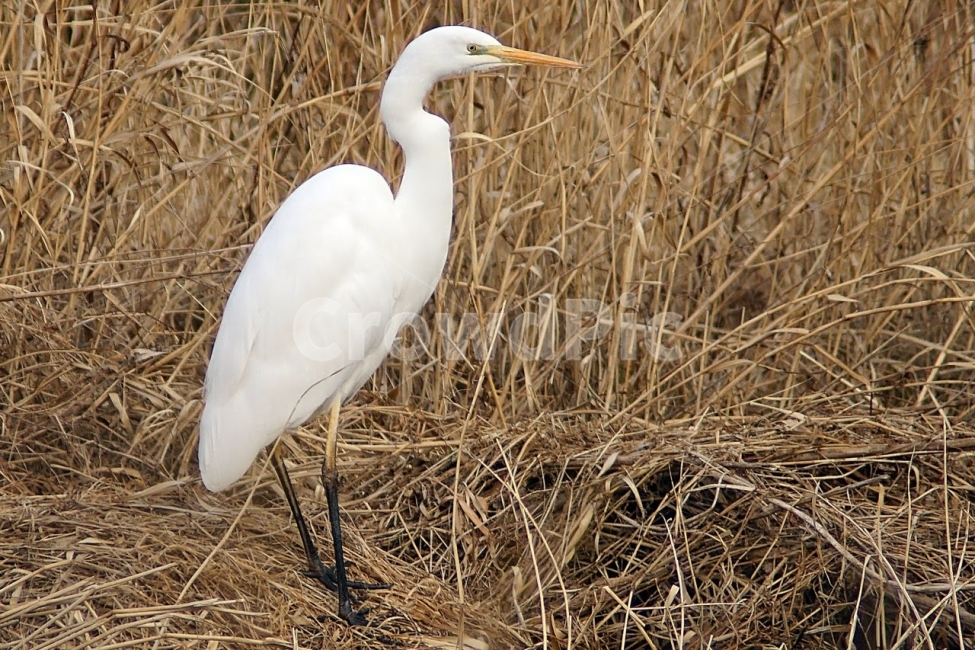 부산,수영강,조류,대백로,자연,탐조,새,백로,동물,animal,조류,새,birds