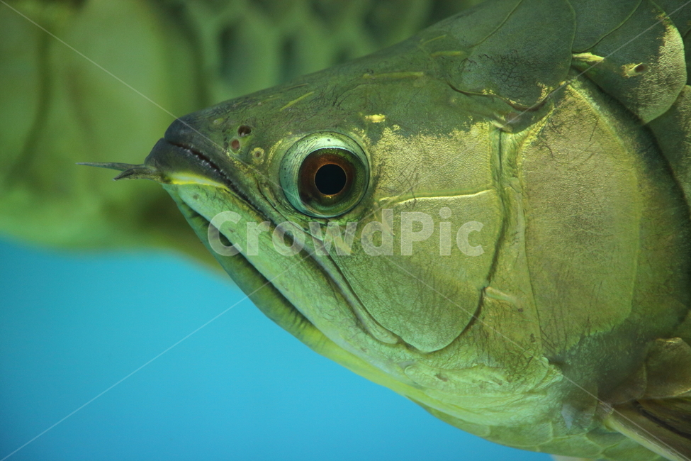 아로아나,아로와나,열대어,물고기,arowana,tropicalfish,동물,animal,어류,물고기,fish