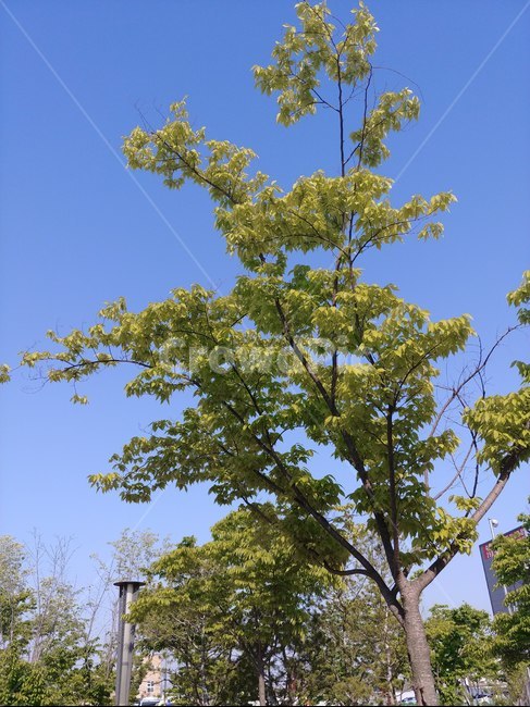 공원,파란하늘,맑은하늘,나무,낮,오후,벗나무