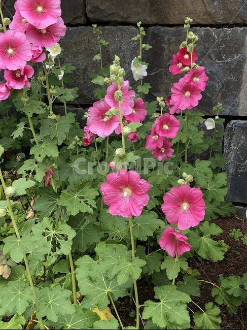 꽃,무궁화,여름꽃,여름,자연,flower,summer