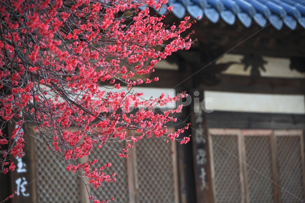 매화,홍매화,봄꽃,자연,풍경,봄,계절,spring,season,한국전통,한국문화,korean traditional,korean culture,식물,자연,plants,nature,꽃,flower,plant,leaf,잎