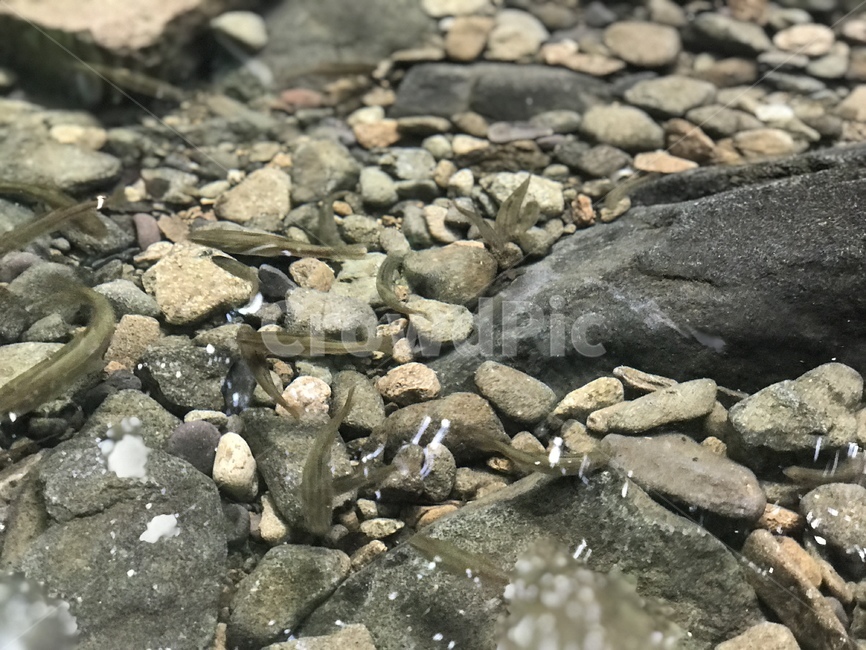 물고기,시원함,청량감,여름,계곡,동물,animal,어류,물고기,fish