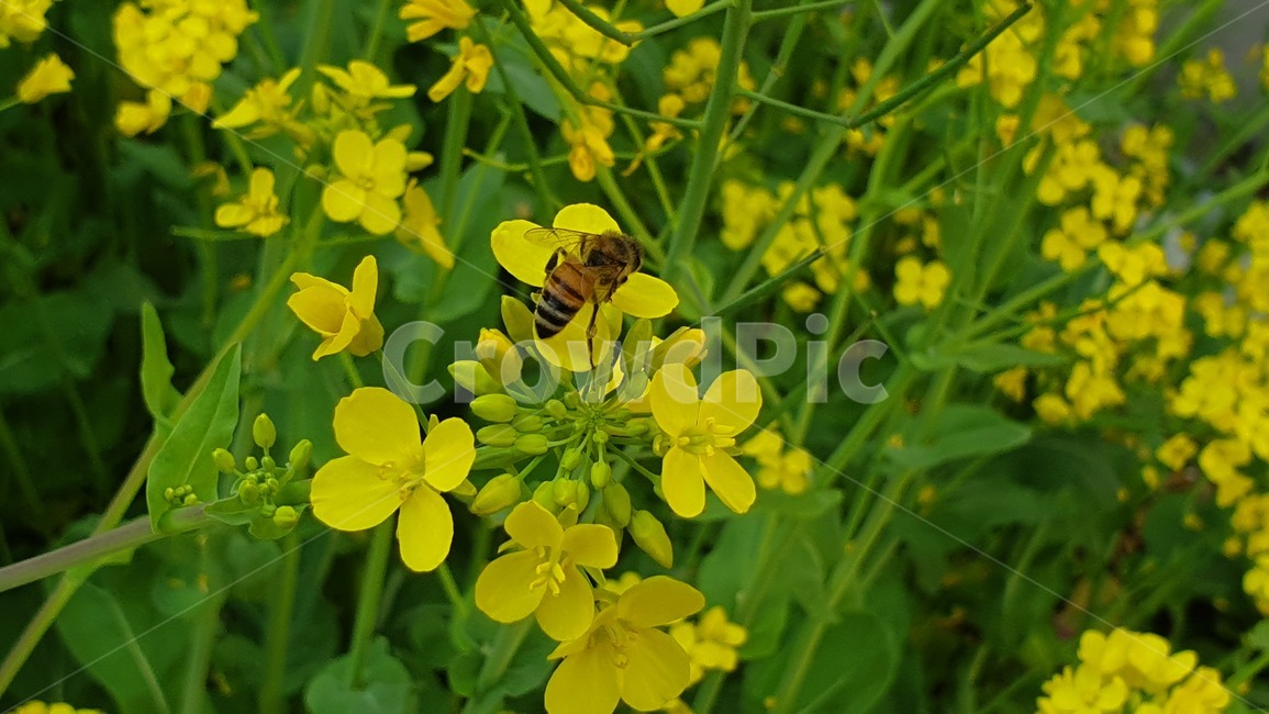 벌,노란색,유채꽃,꿀벌,매크로,접사,귀여움,yellow,bee,일벌,work,봄,계절,spring,season,식물,자연,plants,nature,꽃,flower,동물,animal,곤충,벌레,insect,bug,invertebrate,무척추 동물,honey bee