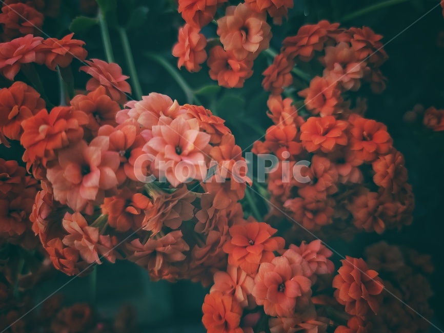 blossom,꽃,flower,식물,감성사진,식물,자연,plants,nature,꽃,flower