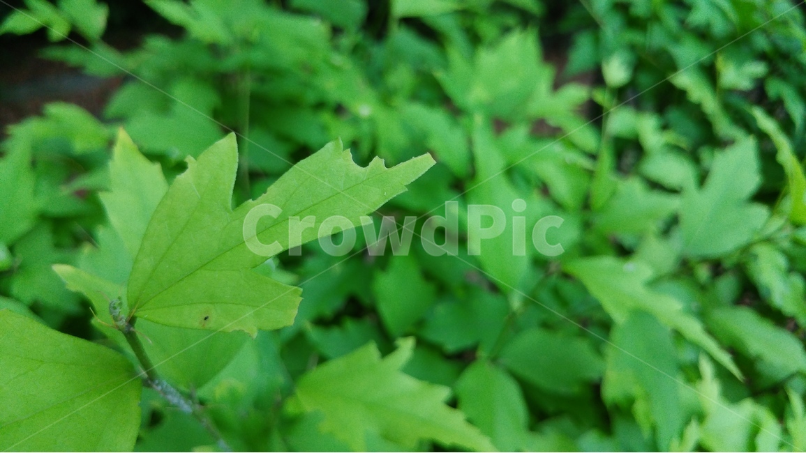 녹색,자연,배경,초록,신선함,식물,자연,plants,nature