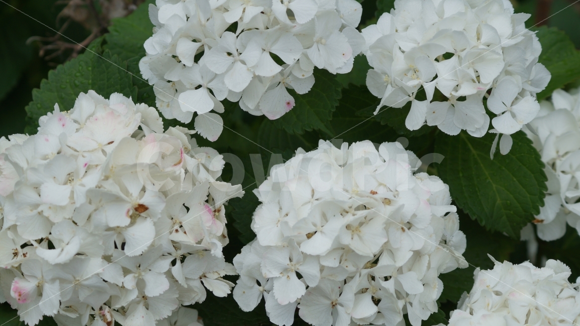 수국,거제수국,꽃,꽃사진,식물,순백색,식물,자연,plants,nature,꽃,flower