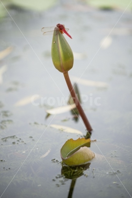 잠자리,곤충,연꽃,자연,연못,식물,자연,plants,nature,꽃,flower,동물,animal,곤충,벌레,insect,bug