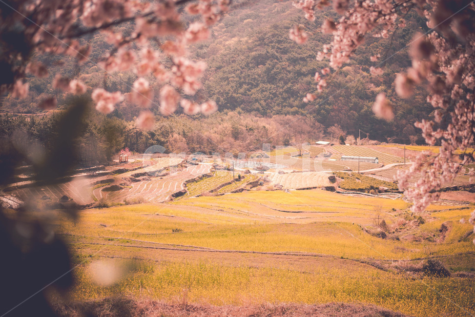 유채,유채꽃,식물,유채밭,꽃,봄,계절,spring,season,자연,풍경,nature,landscape,한국자연풍경,한국자연경관,korea nature landscape,감성,sensible,feeling,plant