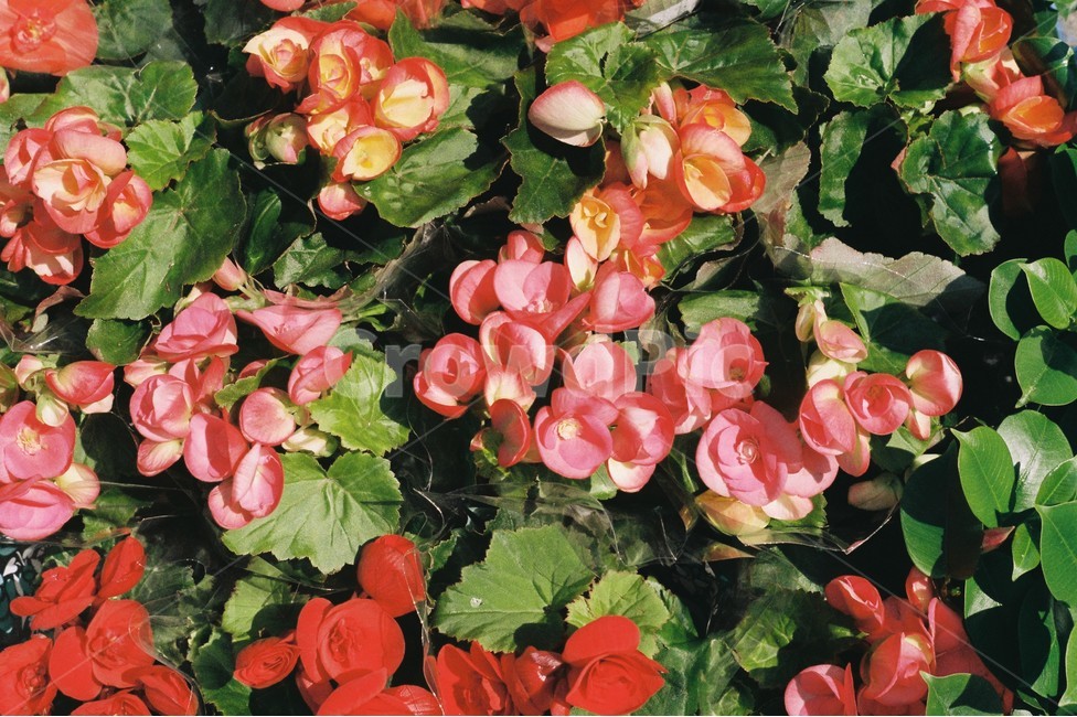 필름카메라,필카,필름,빨간색꽃,꽃,봄,감성사진,식물,자연,plants,nature,꽃,flower