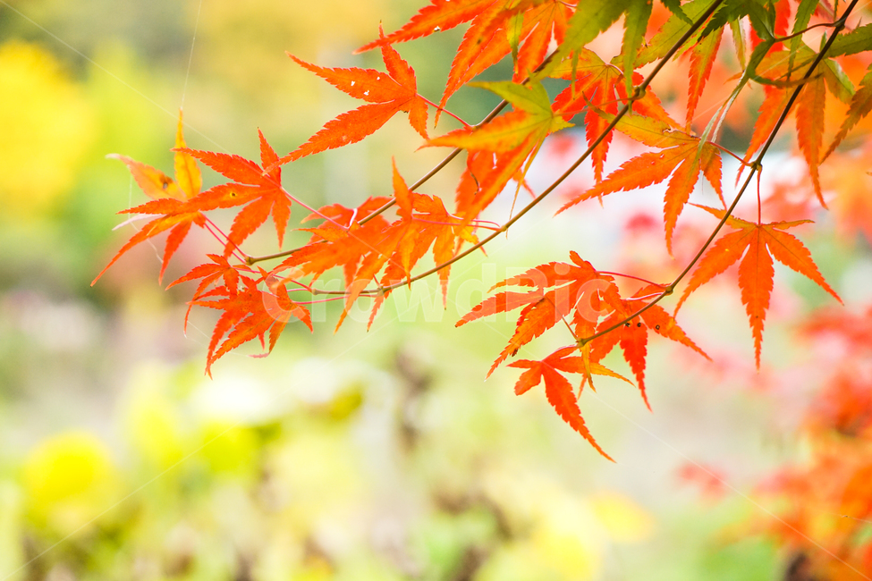 단풍,가을,물단풍,나무,계절,추색,단풍잎,잎새,가을,계절,fall,autumn,season,leaf,잎,plant,식물,tree