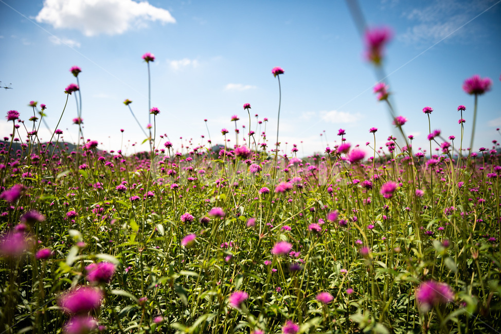 풀,꽃,화원,flower,식물,자연,식물,자연,plants,nature,꽃,flower