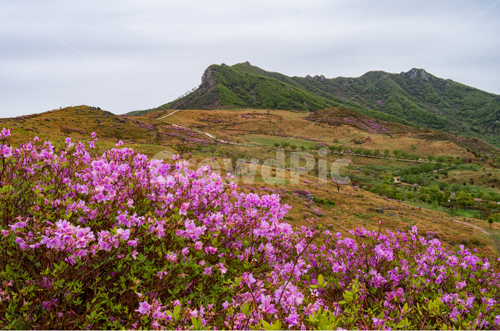 황매산,철죽축제,합천,천상의화원,휴식,봄,계절,spring,season,자연,풍경,nature,landscape,한국자연풍경,한국자연경관,korea nature landscape,outdoors,옥외