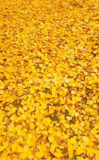 가을,노랑,단풍,늦가을,노란,가을,계절,fall,autumn,season,plant,식물,leaf,잎,ground,바닥