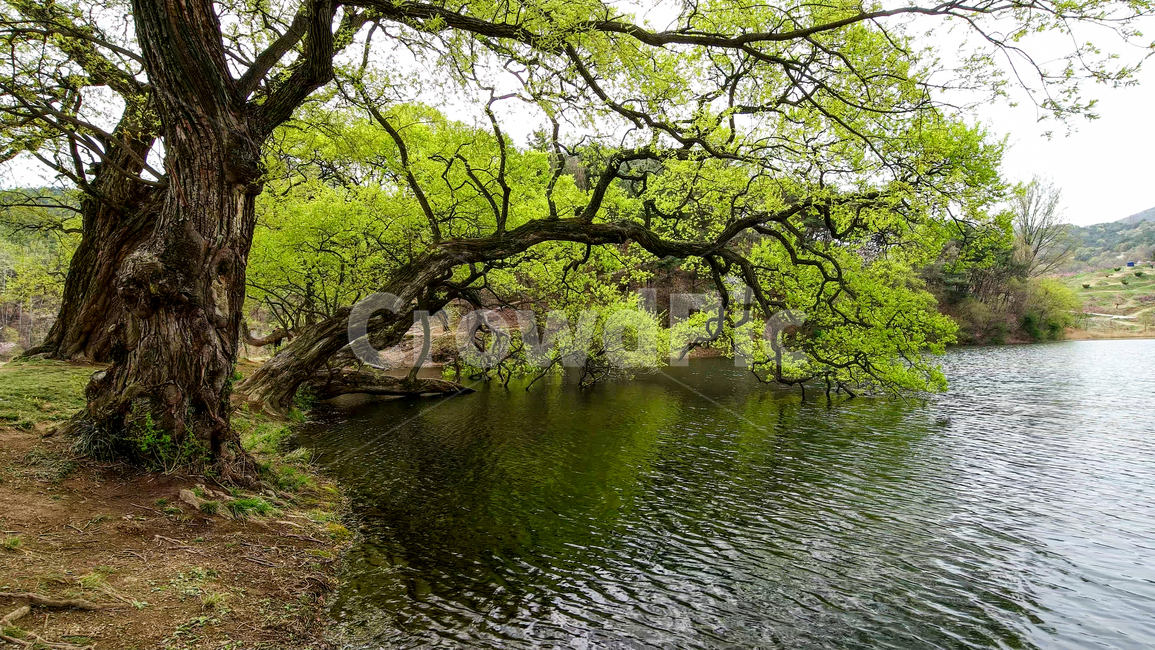반곡지,경산시,저수지,봄,버드나무,nature,자연,water,물,tree,나무,plant,식물,자연,풍경,nature,landscape