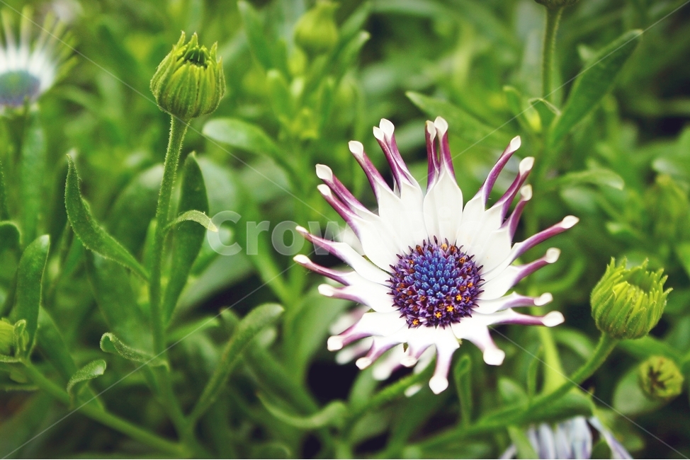 꽃,식물,자연,만개,beauty,flower,plant,green,식물,자연,plants,nature,꽃,flower