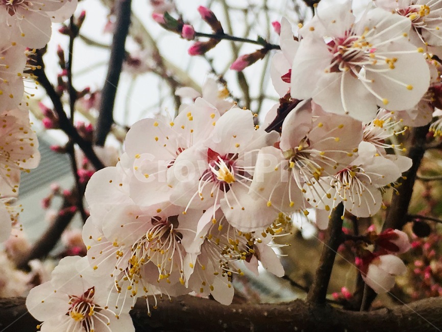 봄,꽃,나들이,cherryblassom,flowers,봄꽃