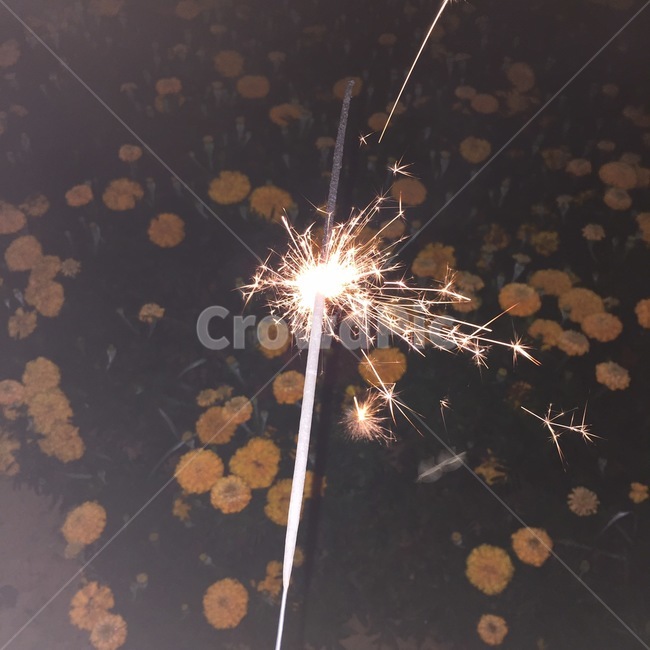불꽃놀이,꽃,자연,식물,감성사진,여름,노란꽃,yellow,flower,plant,nature,플래쉬