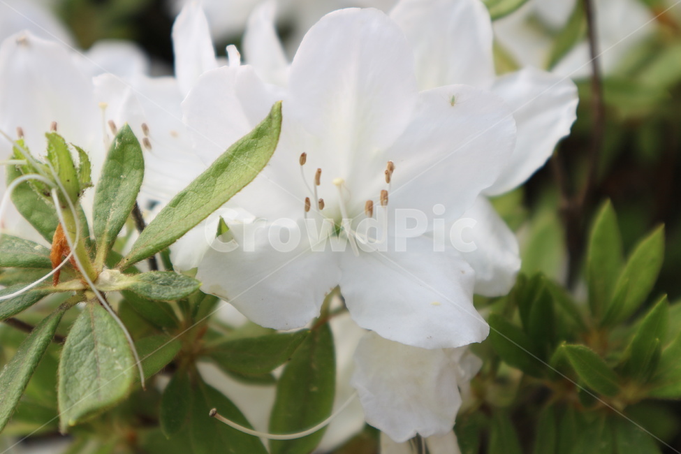 꽃,식물,flower,화이트,plant,아름다움,꽃,flower