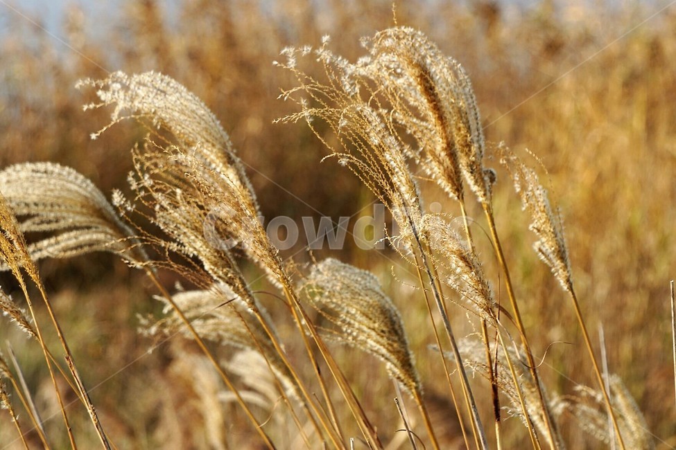억새,하늘,가을,sky,nature,autumn,season,fall,감성,가을,계절,fall,autumn,season,plant,식물,grass,잔디