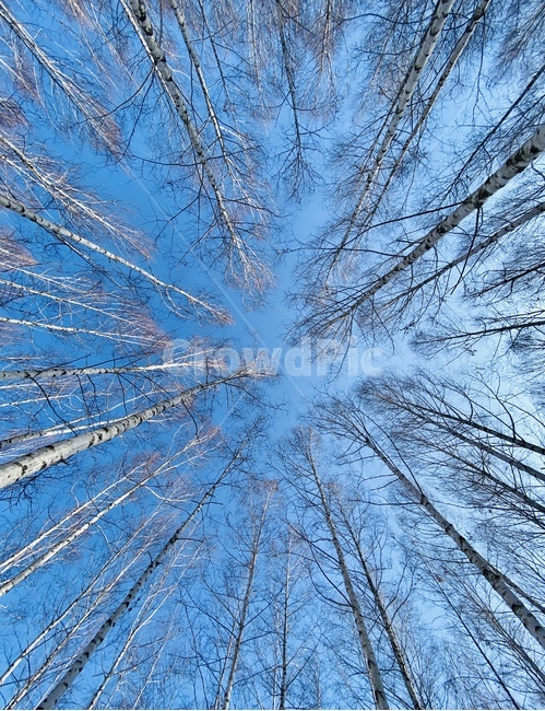 인제,자작나무,자작나무숲,인제자작나무,숲,forest,자연,눈,설경