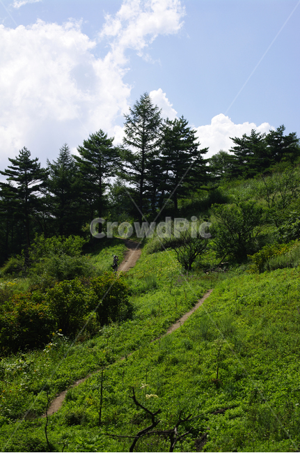 하늘,구름,식물,plant,자연,풍경,여름,초록,나무,자연,풍경,nature,landscape