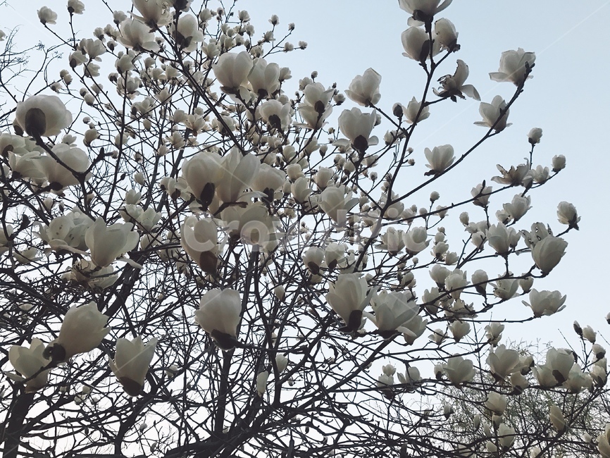 목련,꽃,나무,봄,flower,tree,spring