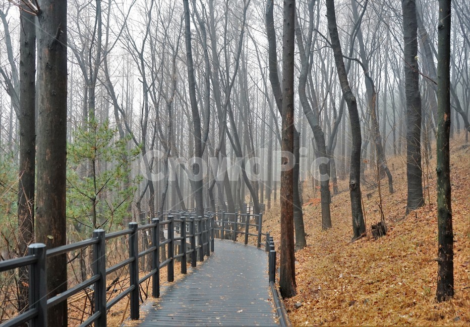 자락길,산책로,산책,겨울,낙엽,나무,숲,nature,tree,woods,forest,winter,vertical,trail,latefall,walkway,trees,season,stroll,park,sunshine,그림자,shadow,bridge,다리,boardwalk,building,건물
