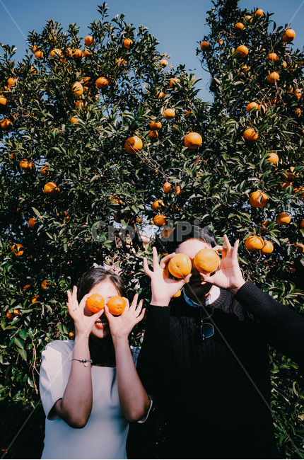감귤,감귤나무,제주도,나무,귤,커플,웨딩스냅,웨딩,연인,tree,mandarine,jejudo,couple,wedding,제주도,jeju,jeju island,사람,인물,인간,human,person,연인,커플,사랑,lover,couple,과일,열매,fruit,plant,식물,food,식품,produce,생기게 하다