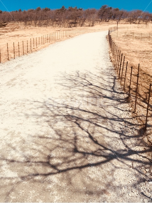 언덕,길,하늘,나무,그림자,풍경,서정적인,조용한,가을,자연,풍경,nature,landscape