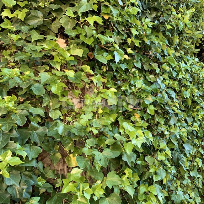 plant,식물,vine,ivy,담쟁이덩쿨,풀,green,식물,자연,plants,nature
