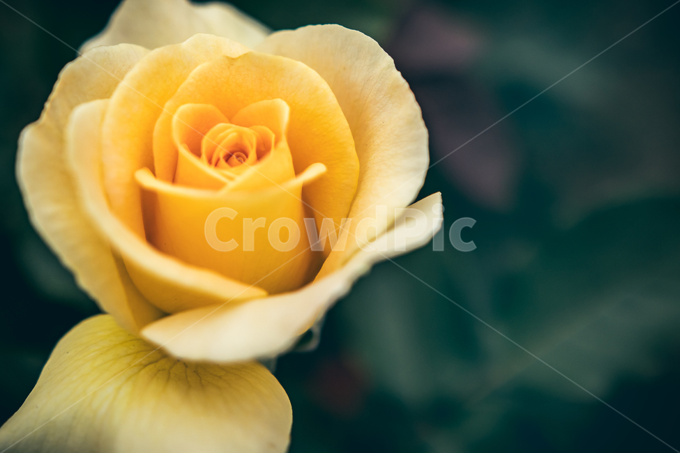 장미,공원,산책,봄,꽃,flower,플라워,자연,5월,rose,로즈,식물,자연,plants,nature,꽃,flower,감성,sensible,feeling,색깔,색상,색채,색감,color sense,color sensitivity,feeling of color