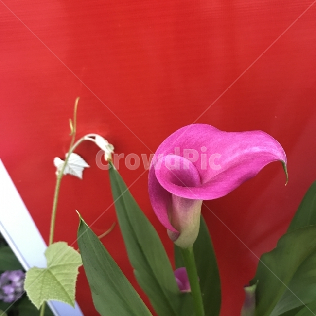 카라,아프리카꽃,천남성과,산부채속,여러해살이풀,Callapalustris,Calla,깔떼기모양,심장모양,타원모양,원예품종,분홍꽃,식물,꽃,Flower,식물,자연,plants,nature,꽃,flower