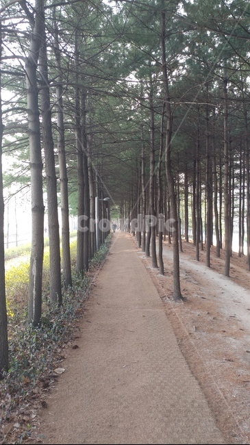철길,숲길,나무사이로,공릉로,하계동철도길,식물,tree,나무,path,통로,plant