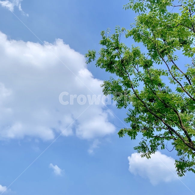 나무,tree,plant,하늘풍경,구름,cloud,하늘,여름하늘