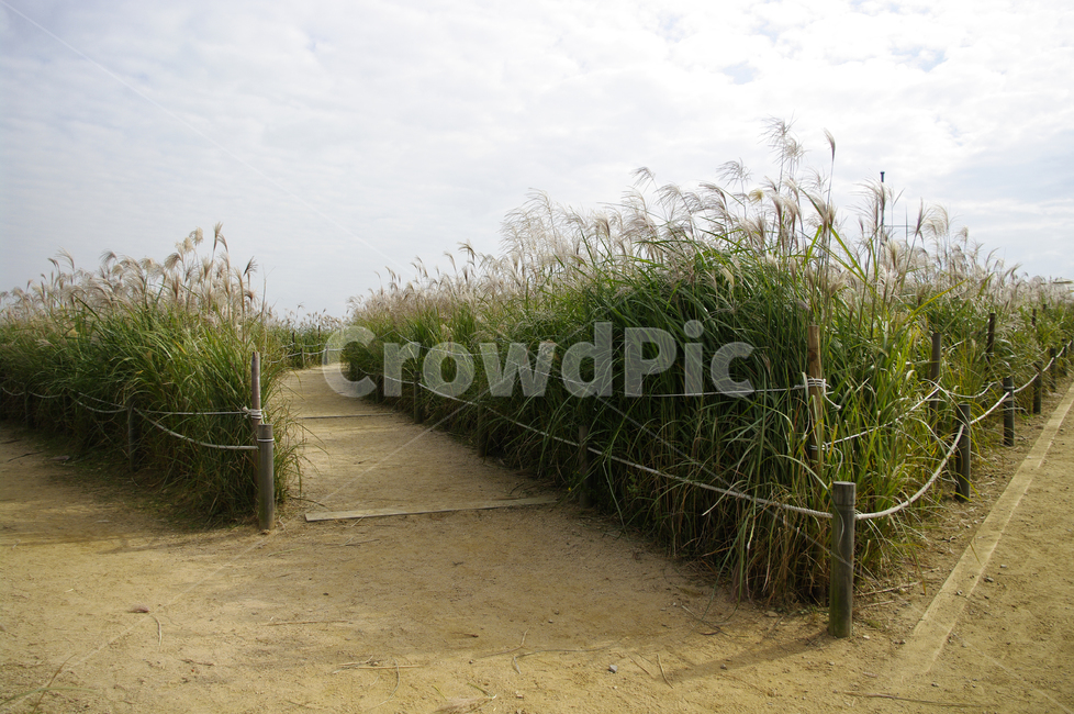 하늘,구름,가을,억새,자연,nature,식물,plant,길,자연,풍경,nature,landscape