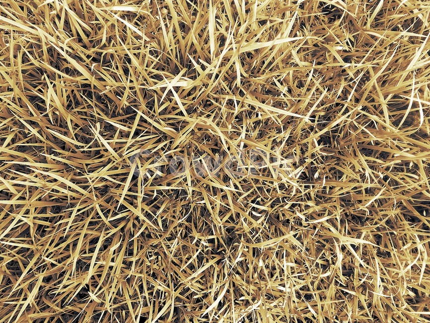 풀,풀밭,잔디,자연,패턴,배경,모노톤,nature,grass,plant,pattern,monotone,배경사진,식물,자연,plants,nature