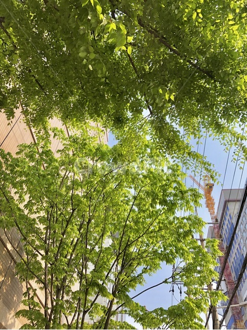 자연,숲,나무,햇빛,초록