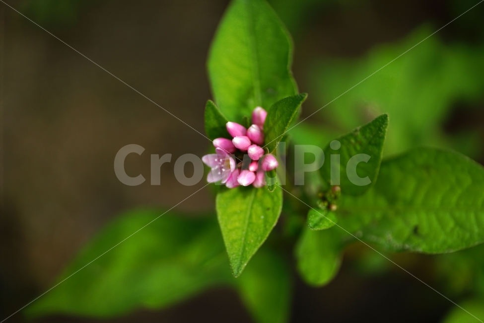 고마리,고마리꽃,야생화,야생식물,식물,자연,꽃사진,꽃,플라워,Ditchpersicaria,flower,flowers,nature,plant,plants,9월,September,가을,가을꽃,autumn,fall,계절,season,이파리,그린,green,녹색,푸른,푸르다,감성,감성사진,힐링,힐링사진,느낌,분위기,feel,feeling,한국자연,한국식물,한국꽃,한국야생화,한국야생식물,한국,korea,풍경,landscape,접사,macro,snap,snpshot,스냅,스냅사진,스넵,스넵사진,경치,식물,자연,plants,nature,꽃,flower