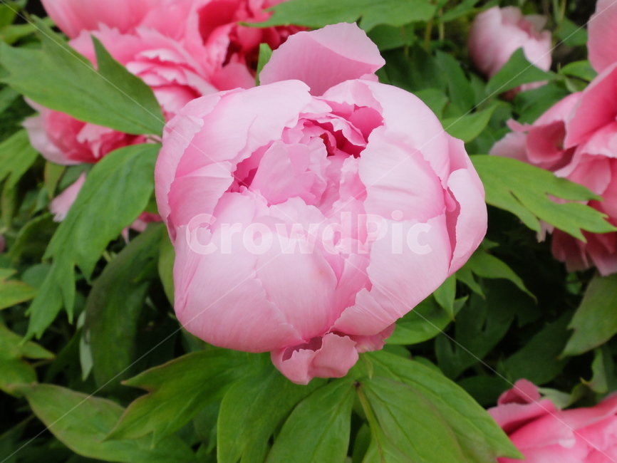 모란,부귀화,화중왕,목작약,꽃,식물,자연,plants,nature,꽃,flower