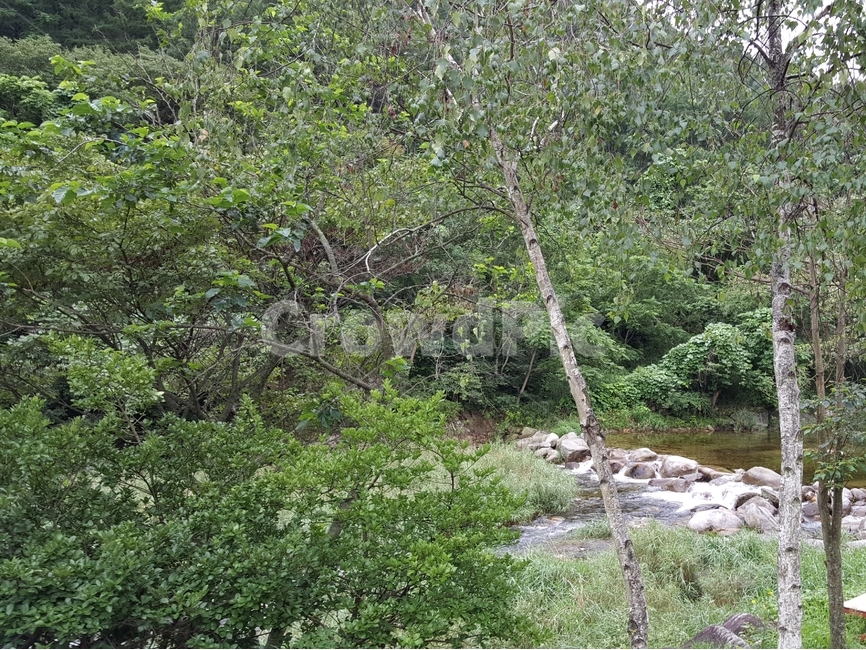 계곡,숲,자연,풍경,나무,여름,여름계곡,여름숲,야외,자연,풍경,nature,landscape,water,물,outdoors,옥외,stream,흐름,creek,작은 만