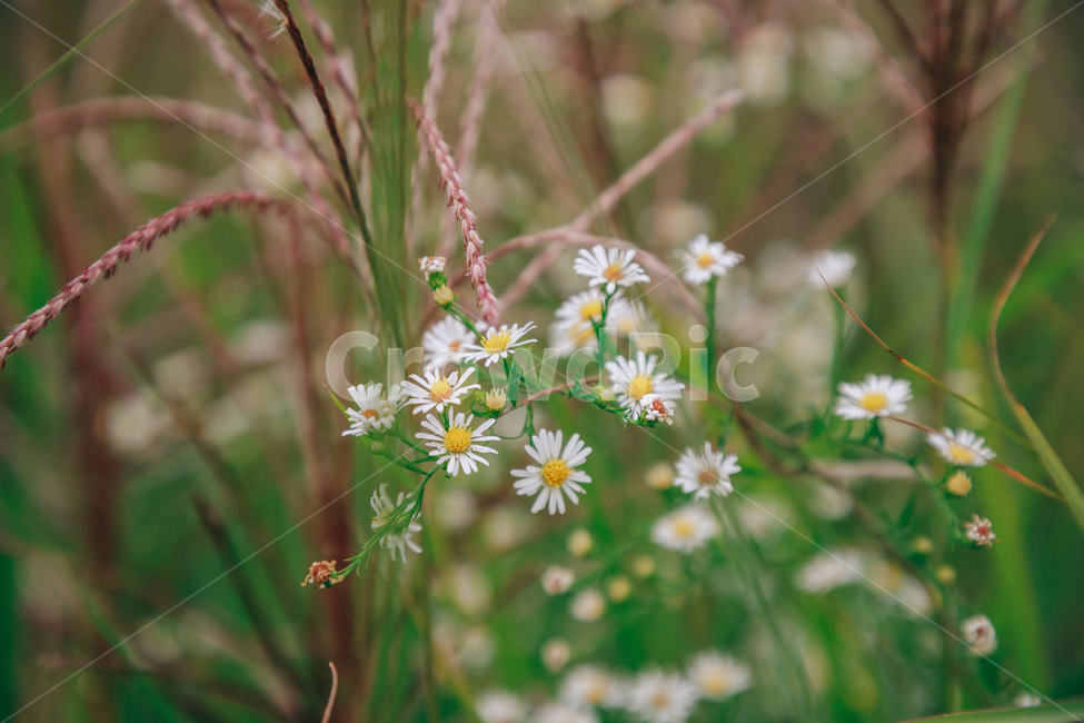 가을,식물,자연,초록,흰꽃,쑥부쟁이,식물,자연,plants,nature,꽃,flower