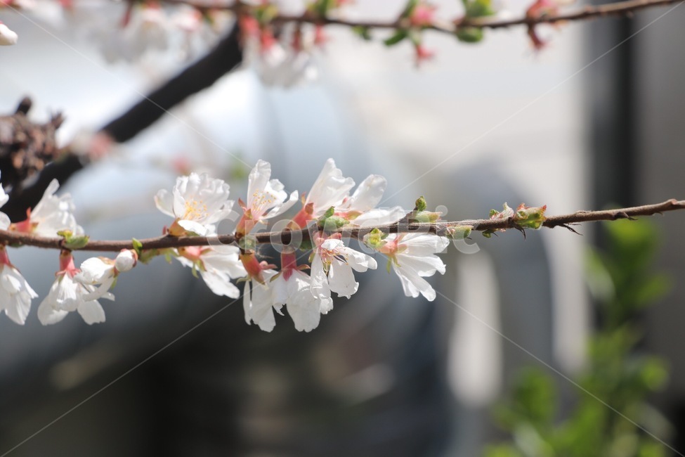 벚꽃,봄,cherryblossoms,spring,nature