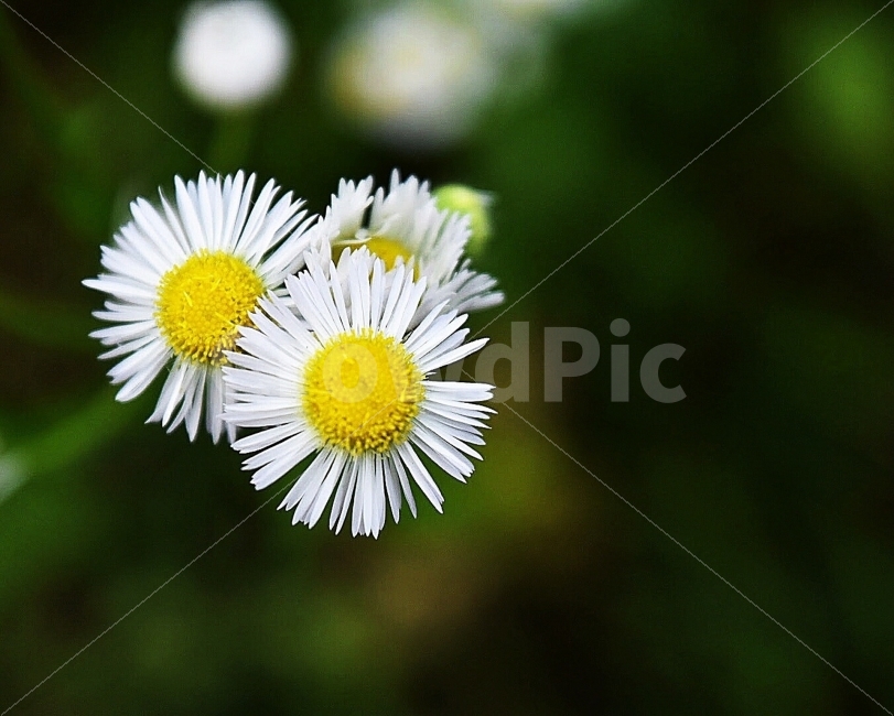 꽃,개망초,흰,노란,flower,여름,계란꽃,식물,자연,plants,nature,꽃,flower