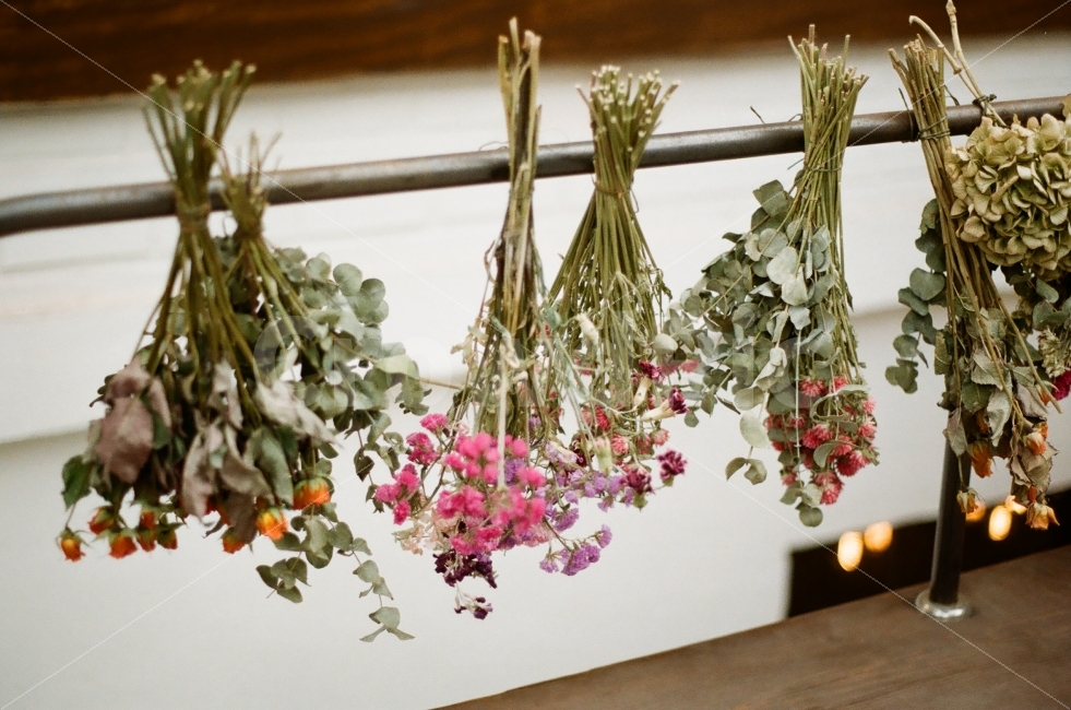 아련,마른꽃,회상,따스함,감성,식물,자연,plants,nature,꽃,flower,실내용화초,화분,화초,house plant,감성,sensible,feeling,인테리어,실내디자인,interior design