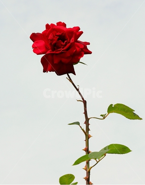 장미,붉은색,꽃잎,줄기,봄,식물,자연,plants,nature,꽃,flower