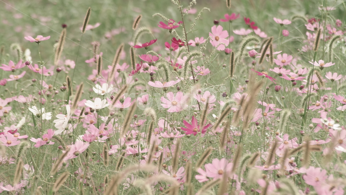 꽃밭,풀밭,코스모스,풍경,가을,자연,식물,꽃,plant,식물,자연,plants,nature,꽃,flower